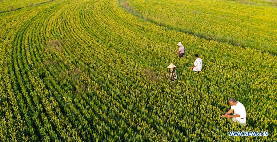 #CHINA-ANHUI-RICE-DUCK FARMING SYSTEM (CN)