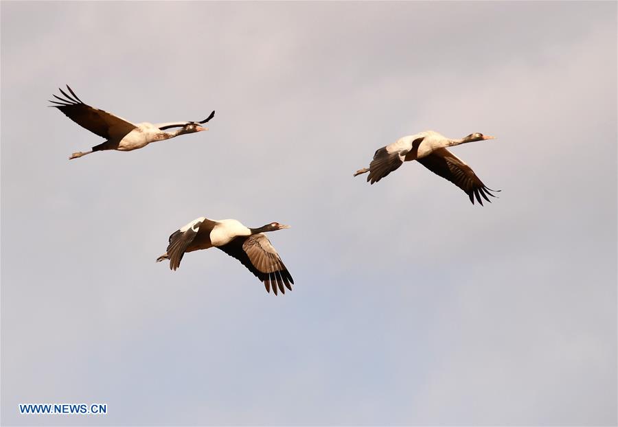 CHINA-TIBET-BLACK-NECKED CRANE-WINTER HABITAT (CN)