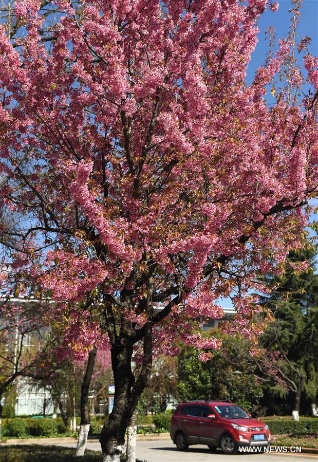 CHINA-KUNMING-CHERRY BLOSSOMS (CN)