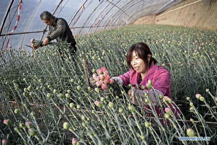 CHINA-NINGXIA-YINCHUAN-FLOWER (CN)