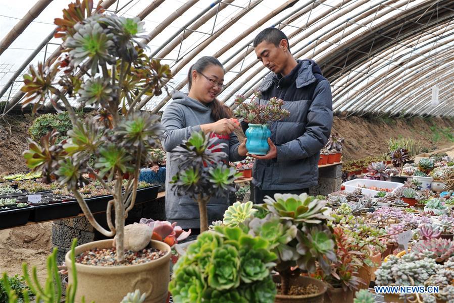 CHINA-HEBEI-COUPLE-SUCCULENT PLANTS (CN)