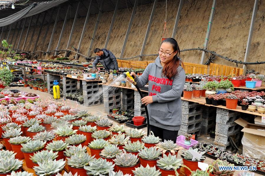 CHINA-HEBEI-COUPLE-SUCCULENT PLANTS (CN)