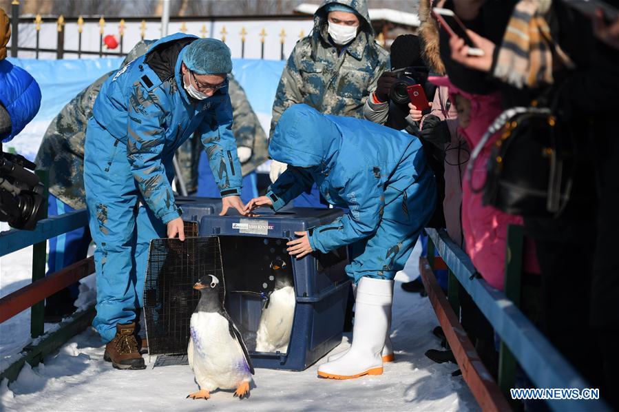 CHINA-HARBIN-PENGUIN (CN)