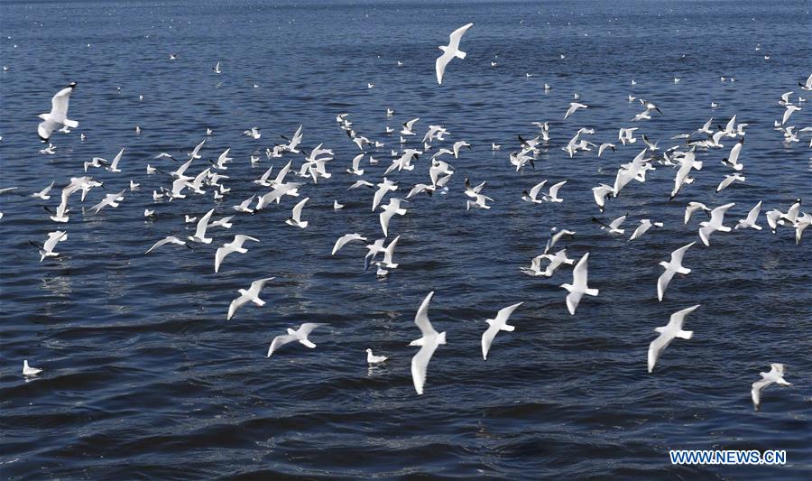 CHINA-KUNMING-WEATHER-RED-BILLED GULLS(CN)