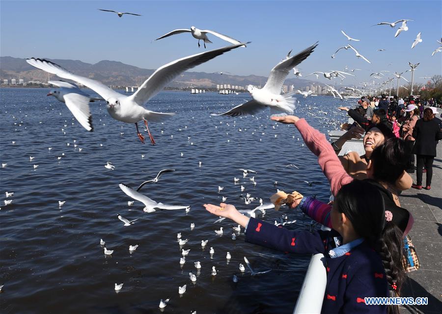 CHINA-KUNMING-WEATHER-RED-BILLED GULLS(CN)