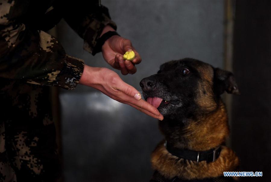 #CHINA-HEFEI-POLICE DOG (CN)