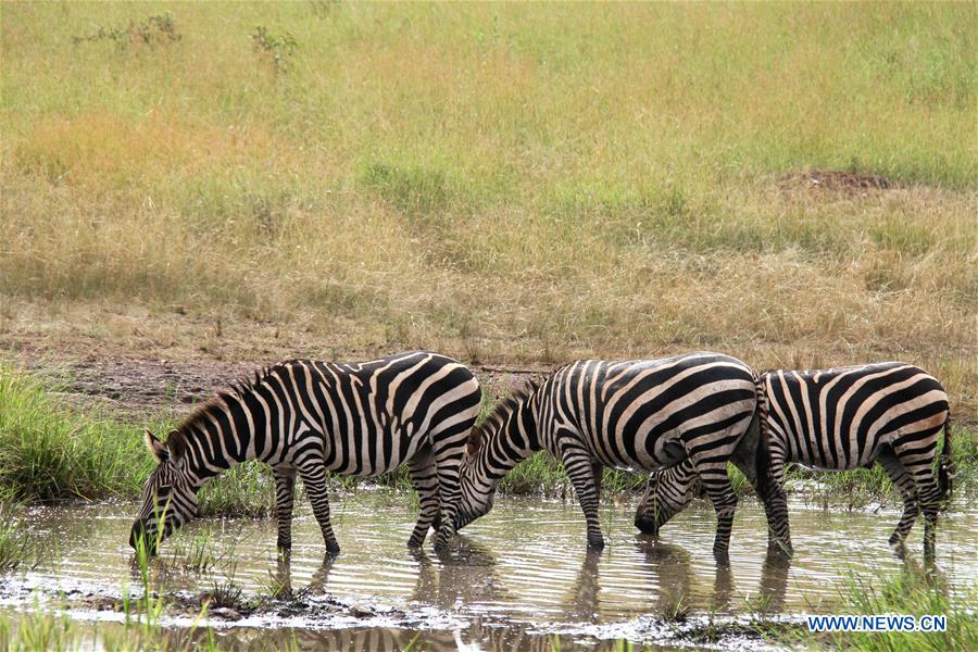 RWANDA-AKAGERA NATIONAL PARK-WILDLIFE