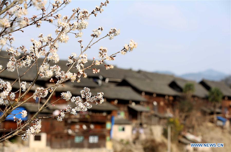 #CHINA-GUIZHOU-PEAR BLOSSOMS (CN)