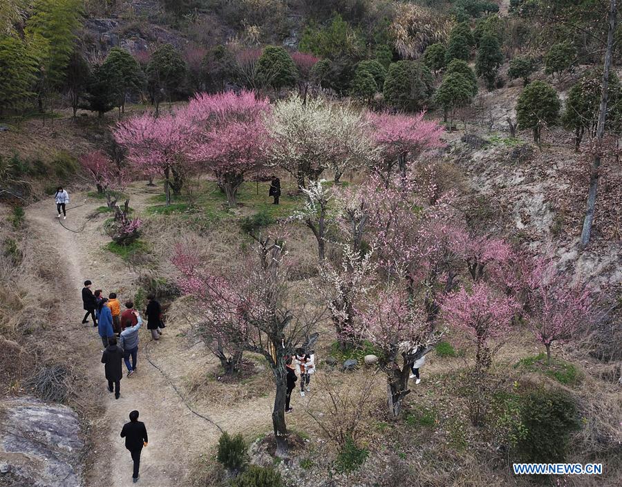 CHINA-ZHEJIANG-XIANJU-PLUM BLOSSOMS (CN)