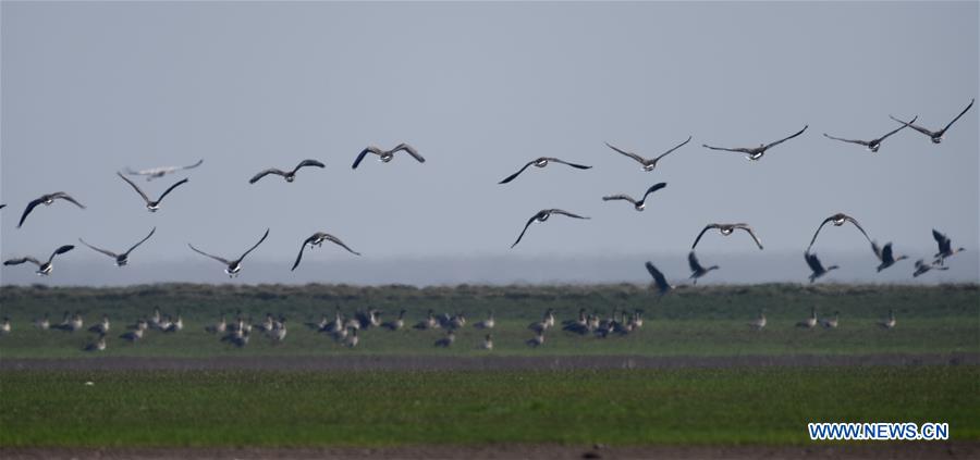 CHINA-HUNAN-EAST DONGTING LAKE-MIGRANT BIRDS (CN)