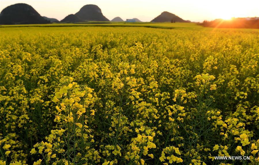 CHINA-YUNNAN-LUOPING-RAPE FLOWER(CN)