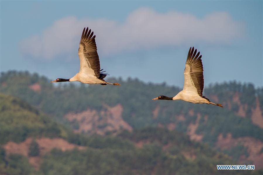 CHINA-YUNNAN-MIGRANT BIRDS (CN)