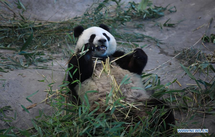 FINLAND-AHTARI ZOO-GIANT PANDAS