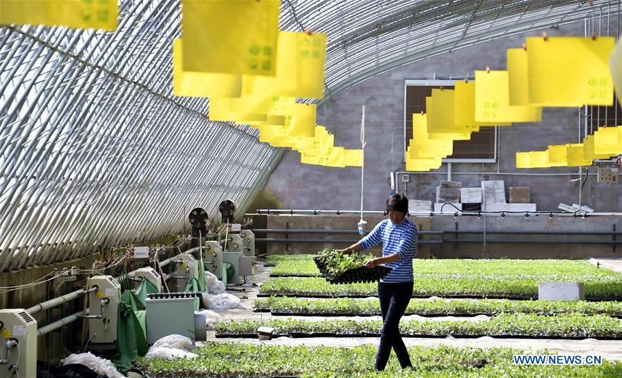 CHINA-BEIJING-AGRICULTURE-GREENHOUSE (CN)