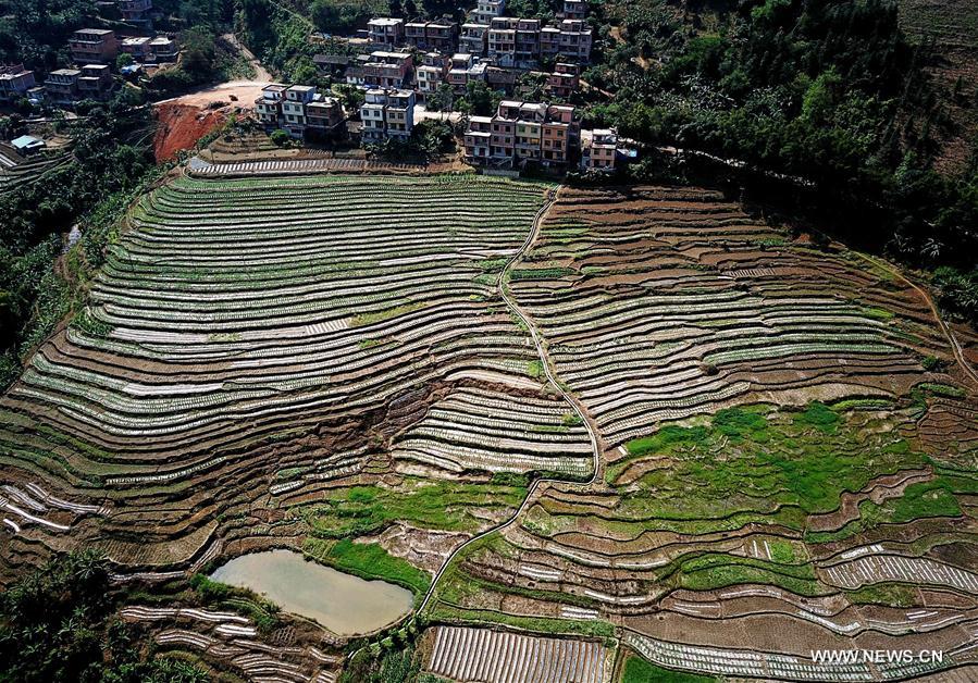 CHINA-GUANGXI-FIELDS-SPRING VIEW(CN)