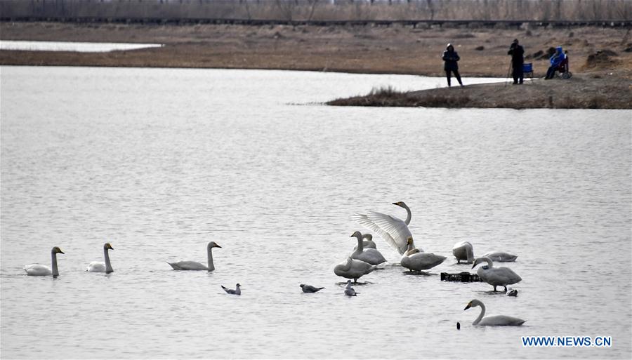 CHINA-BEIJING-WETLAND RESERVE-BIRDS (CN)