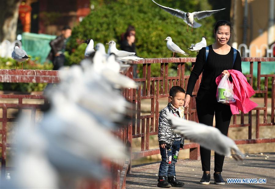 CHINA-KUNMING-BLACK-HEADED GULL (CN)