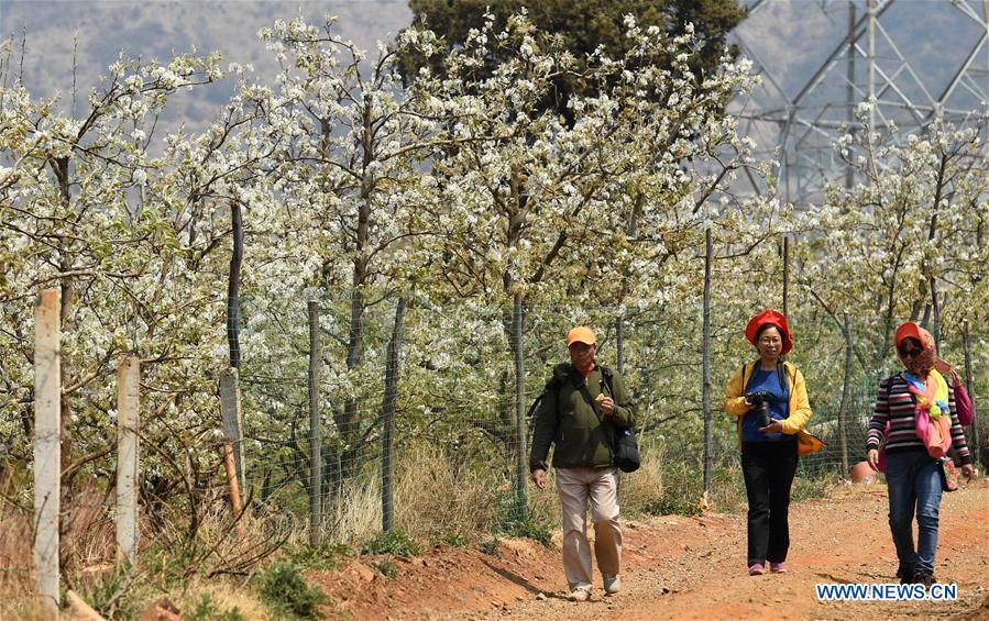 CHINA-YUNNAN-PEAR BLOSSOMS (CN)