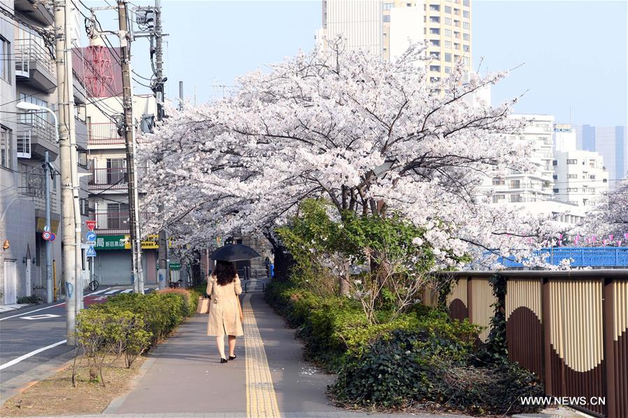 JAPAN-TOKYO-CHERRY BLOSSOMS