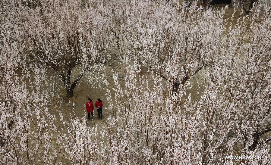 CHINA-GANSU-DUNHUANG-APRICOT BLOSSOM (CN)