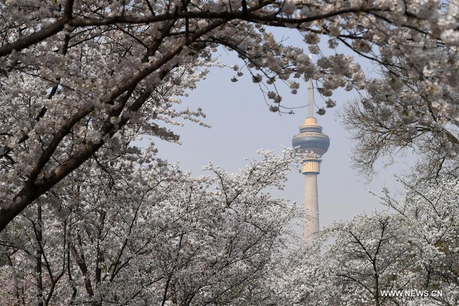 CHINA-BEIJING-CHERRY BLOSSOMS (CN)