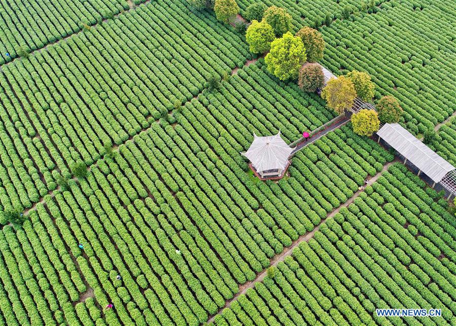 #CHINA-SPRING-TEA GARDEN (CN)