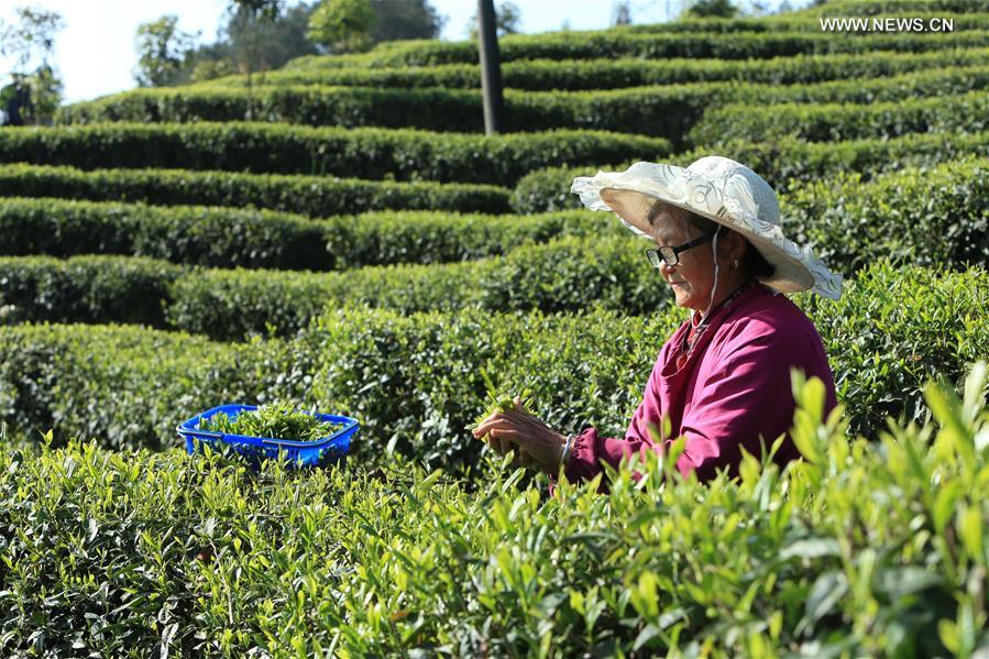 CHINA-CHONGQING-TEA HARVEST (CN)