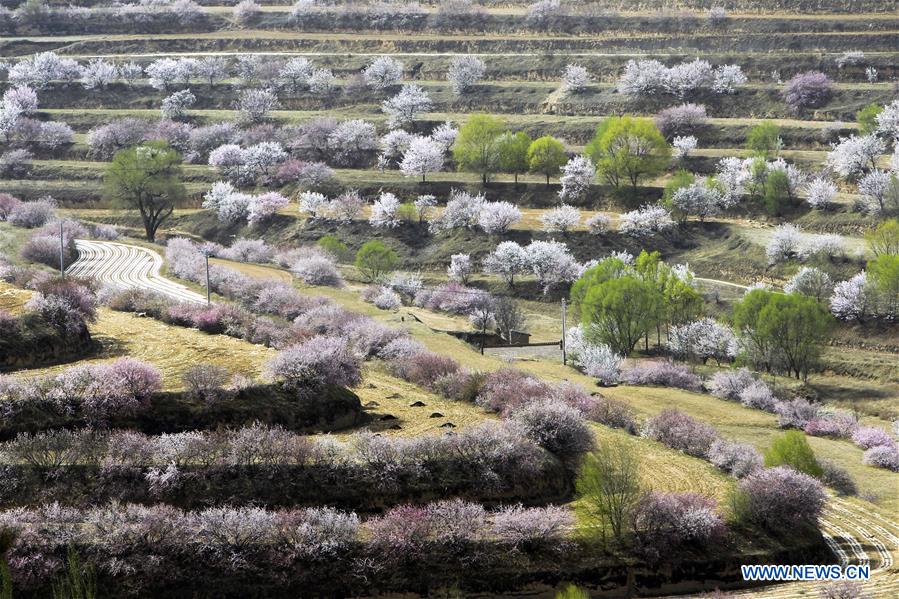 CHINA-NINGXIA-FLOWER(CN)