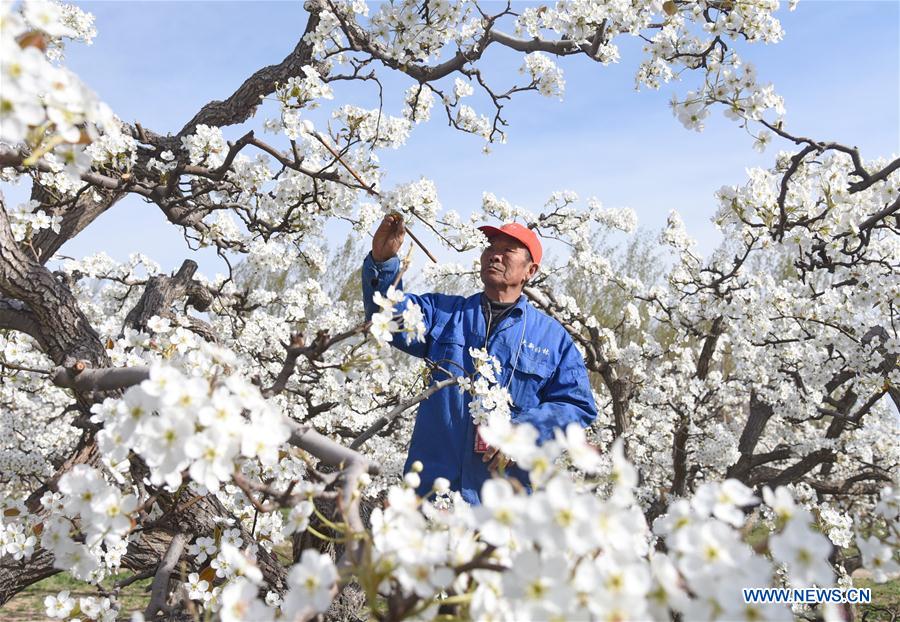 CHINA-HEBEI-ARTIFICIAL POLLINATION (CN)