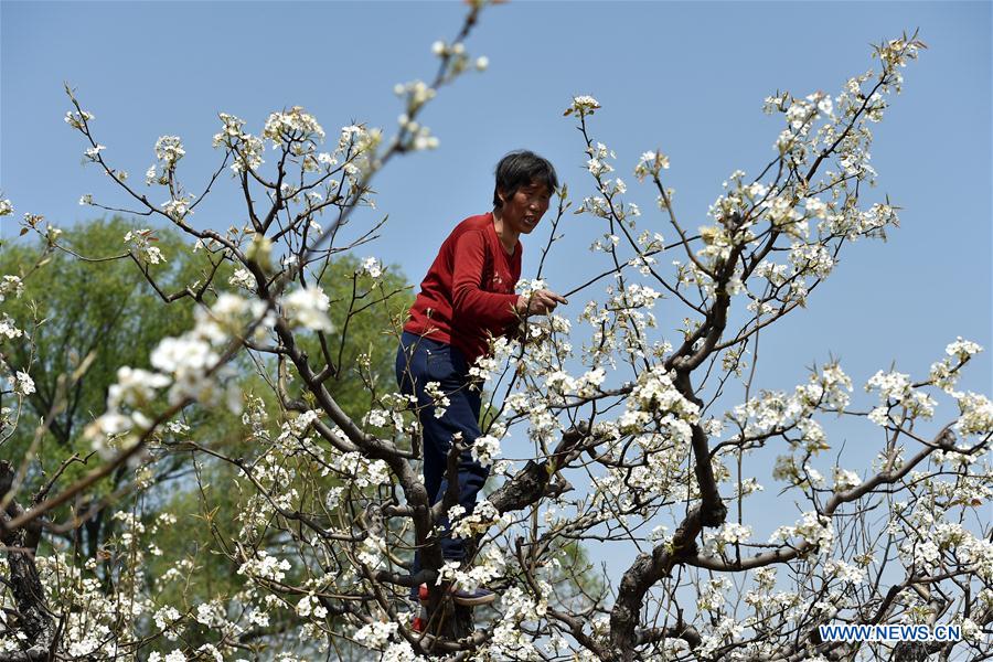 CHINA-SHANXI-HAND POLLINATION (CN)