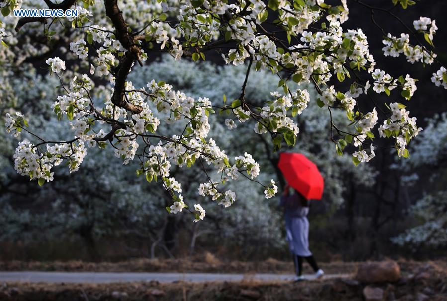 #CHINA-TIANJIN-PEAR BLOSSOM (CN)