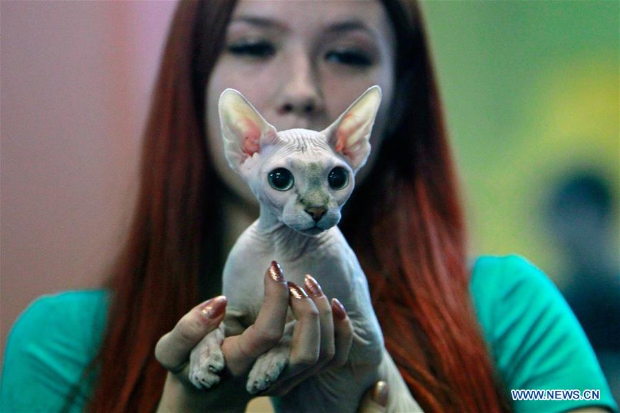 ROMANIA-BUCHAREST-FELINE CONTEST