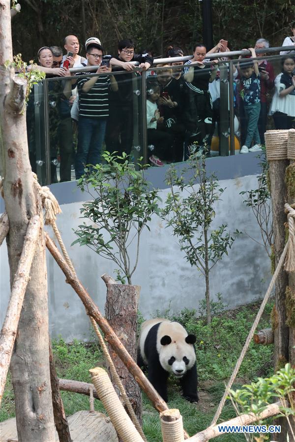 CHINA-GUIYANG-GIANT PANDAS-MEETING PUBLIC(CN)