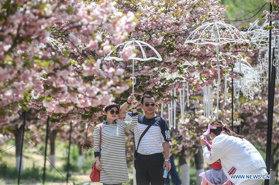 CHINA-DALIAN-CHERRY BLOSSOM(CN)