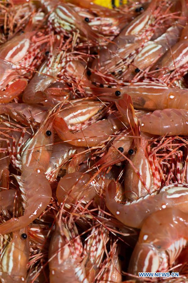 CANADA-VANCOUVER-SPOT PRAWN-OPENING SEASON