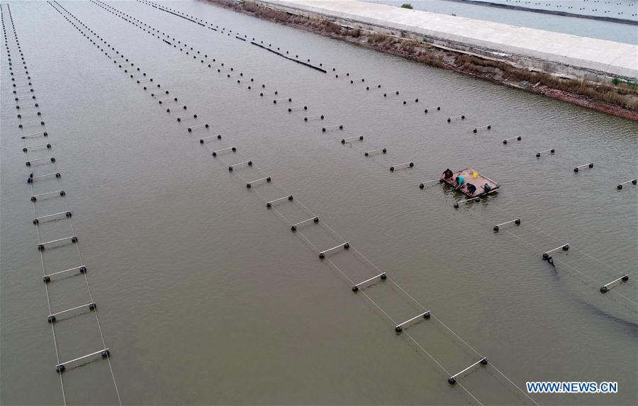 CHINA-HEBEI-MARICULTURE FARM (CN)