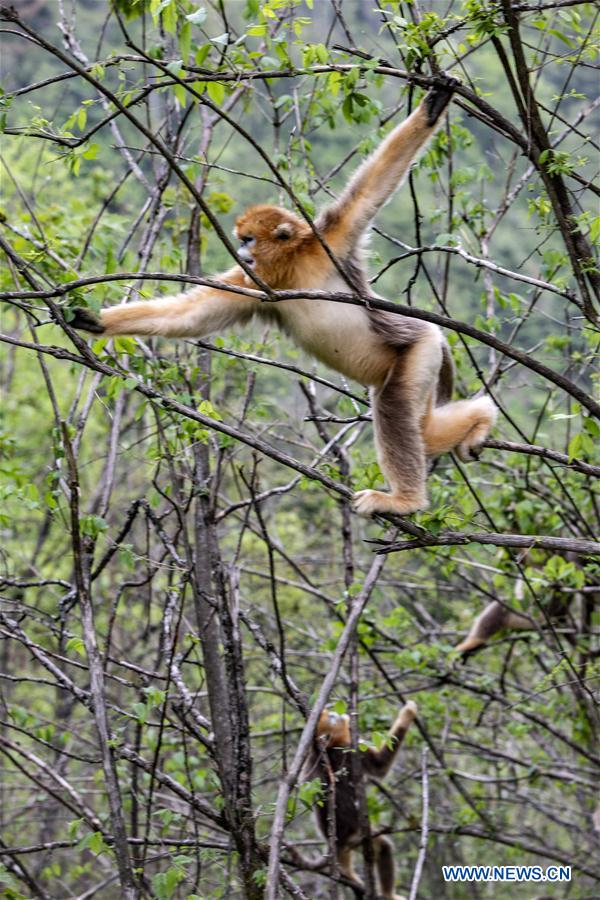 CHINA-HUBEI-SHENNONGJIA-GOLDEN MONKEY (CN)