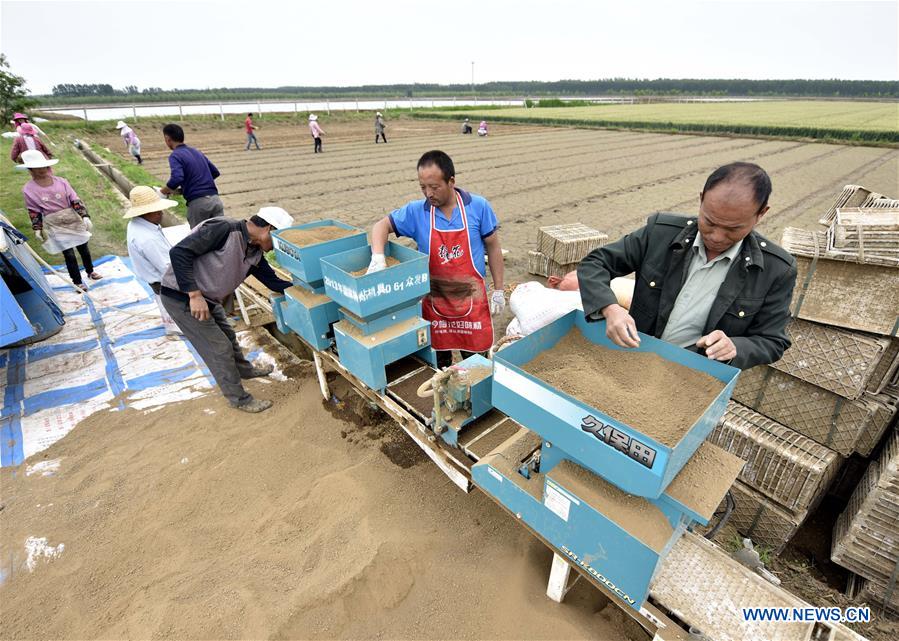 #CHINA-SHANDONG-AGRICULTURE (CN)