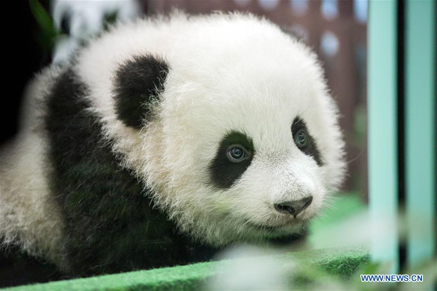 MALAYSIA-KUALA LUMPUR-CHINA-GIANT PANDA CUB-DEBUT