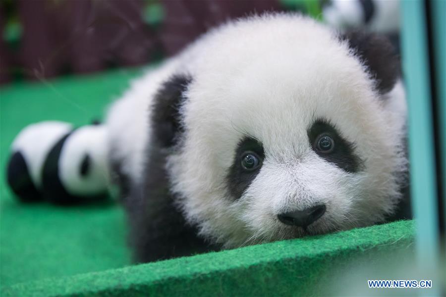 MALAYSIA-KUALA LUMPUR-CHINA-GIANT PANDA CUB-DEBUT