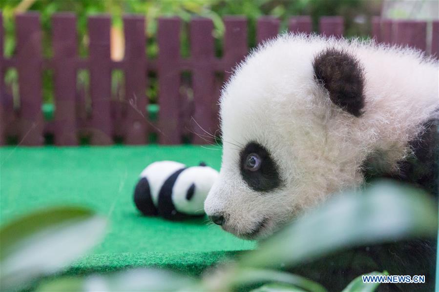 MALAYSIA-KUALA LUMPUR-CHINA-GIANT PANDA CUB-DEBUT