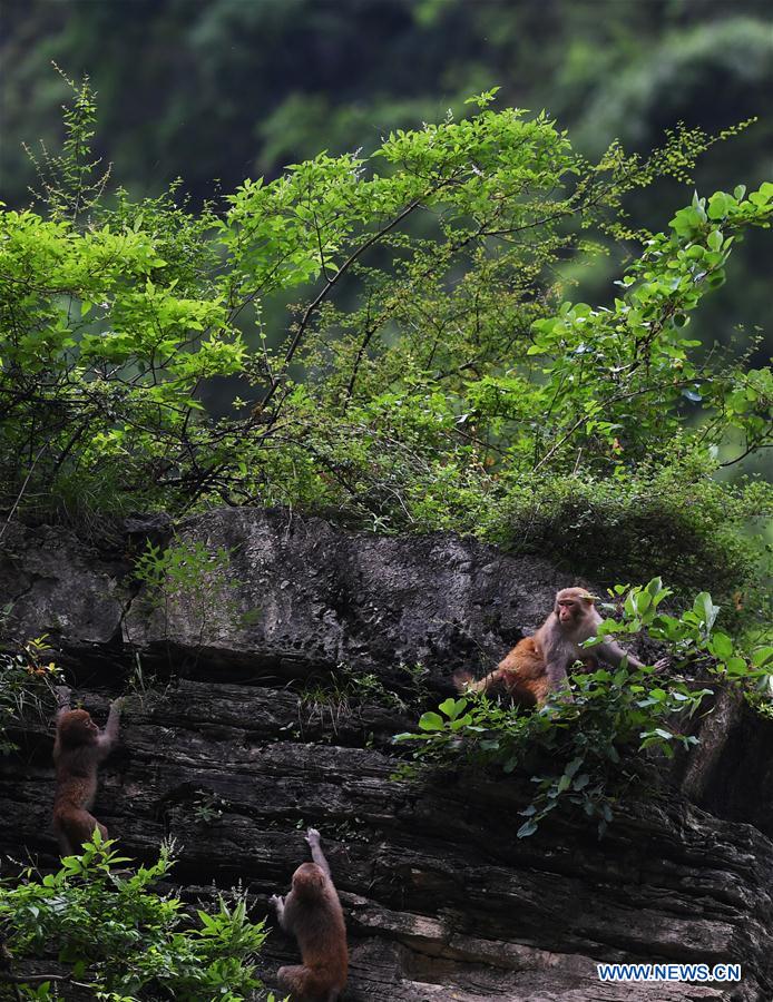 CHINA-CHONGQING-WUSHAN-SMALL THREE GORGES-WILD LIFE (CN)