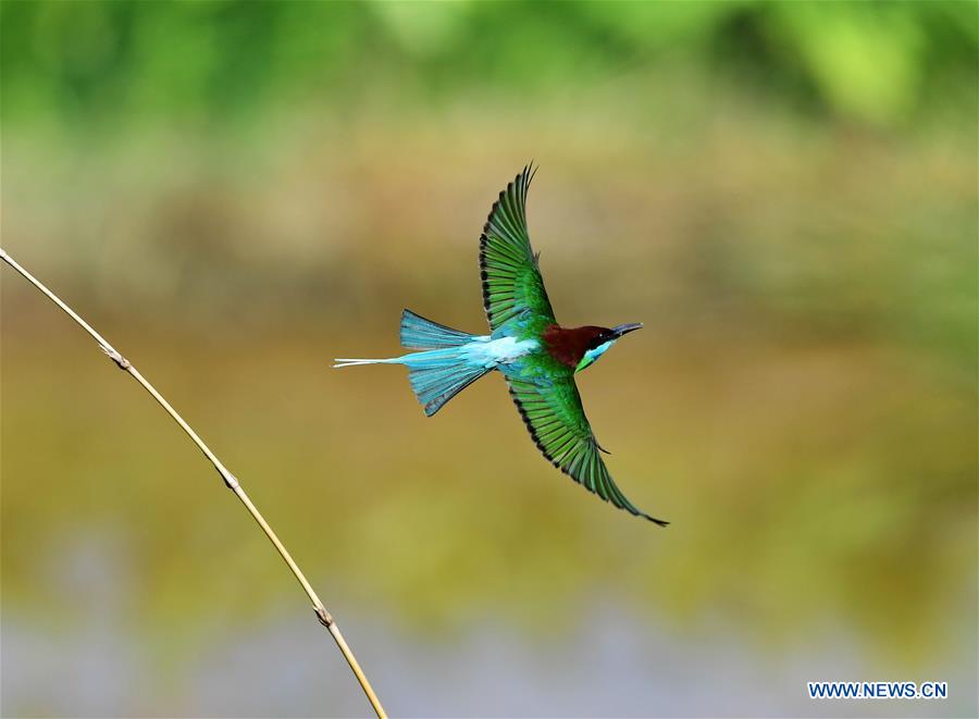 CHINA-FUJIAN-ENVIRONMENT-WILD BIRD (CN)