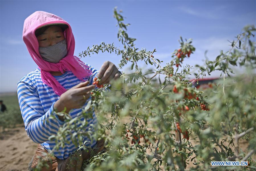 CHINA-NINGXIA-GOJI BERRY-HARVEST (CN)