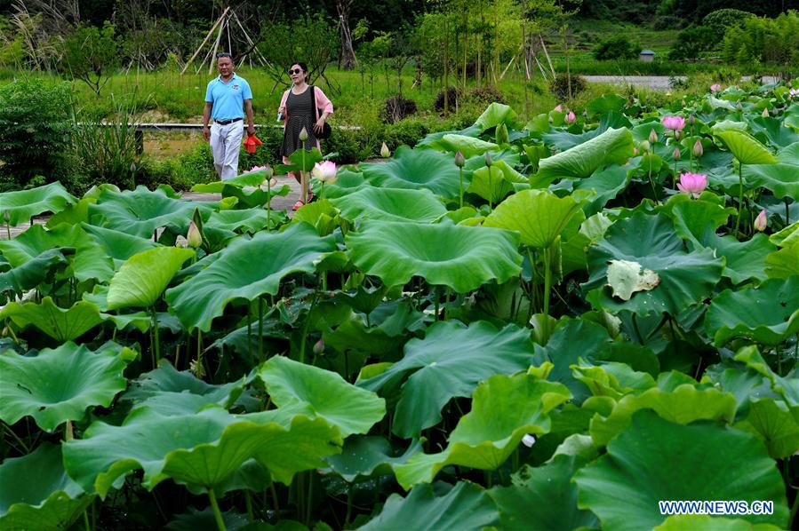 CHINA-WUYISHAN-LOTUS FLOWER(CN)