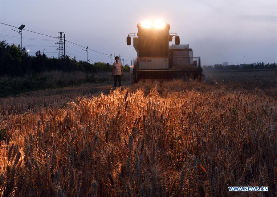 #CHINA-SHANDONG-ZIBO-WHEAT HARVEST (CN) 