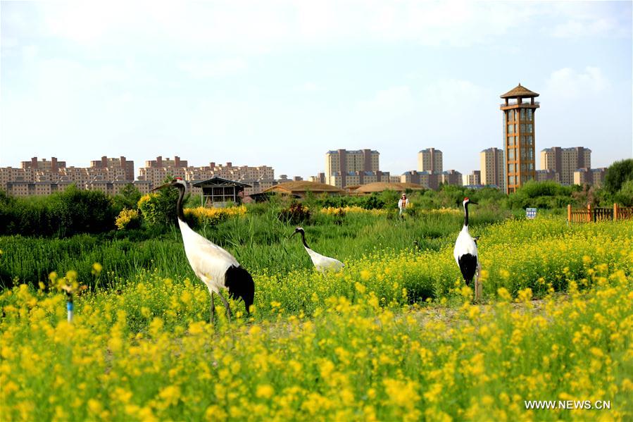 #CHINA-GANSU-ZHANGYE-CRANE (CN)