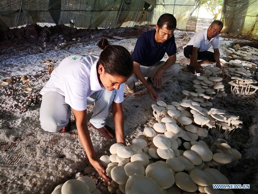 FIJI-SUVA-CHINA-JUNCAO-INDUSTRY