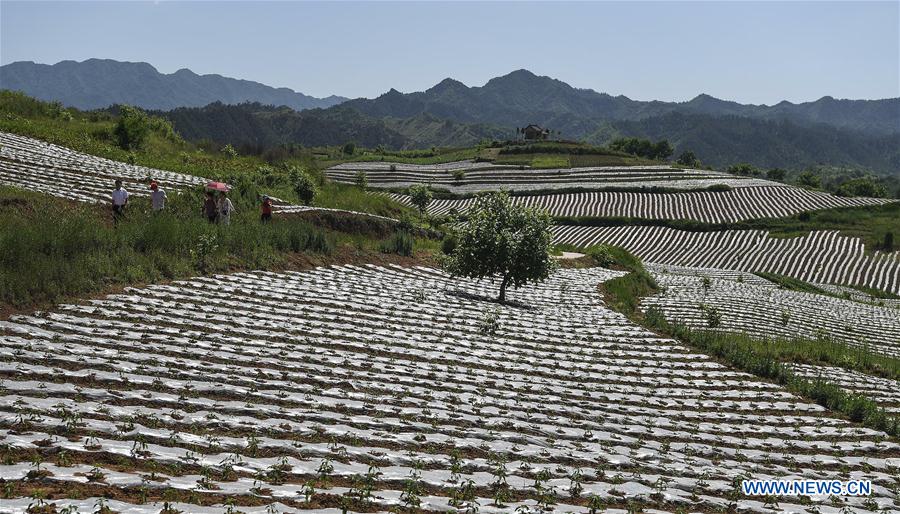 CHINA-SHAANXI-POVERTY ALLEVIATION-EFFORTS (CN)