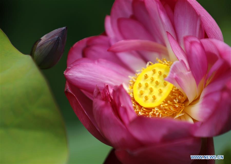 #CHINA-NATURE-LOTUS FLOWER (CN)